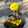 Mini urn roos - Philotes