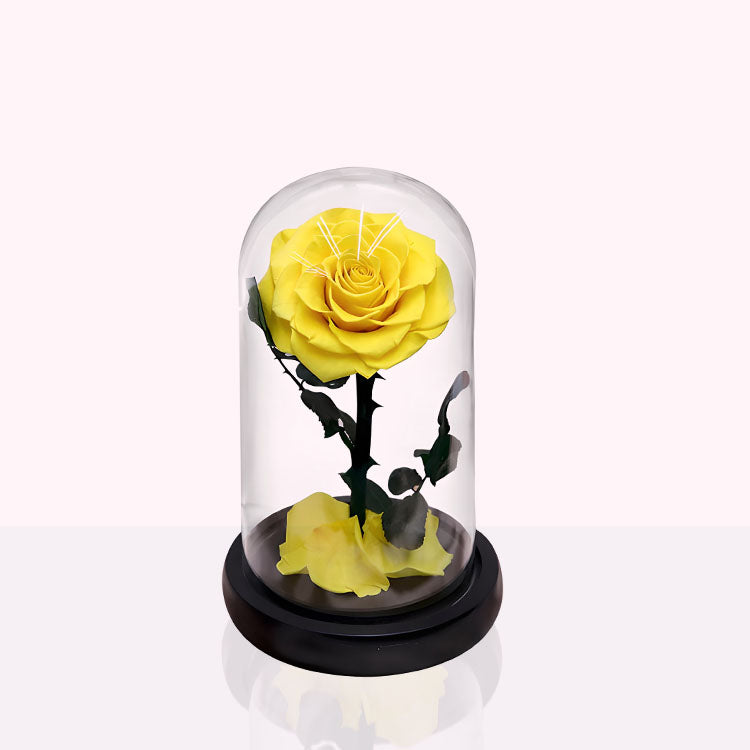 Mini urn roos - Philotes
