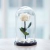 Onsterfelijke roos in glas - Juliet