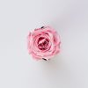 Rode roos eeuwigheid - Roze