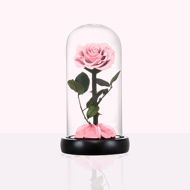 Rozen die lang goed blijven - Venus