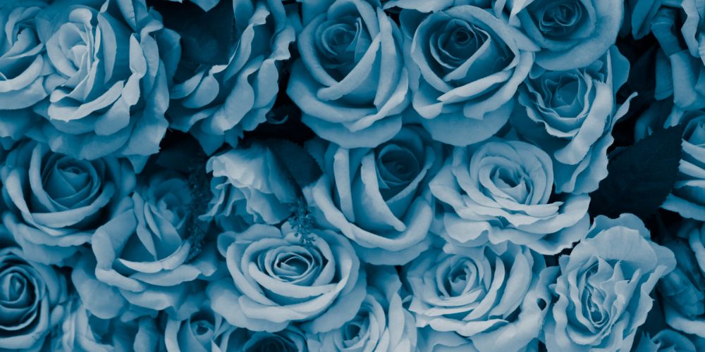 betekenis roze blauw
